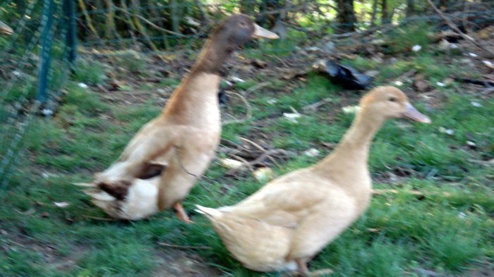 COUPLE DE CANARD ORPINGTON