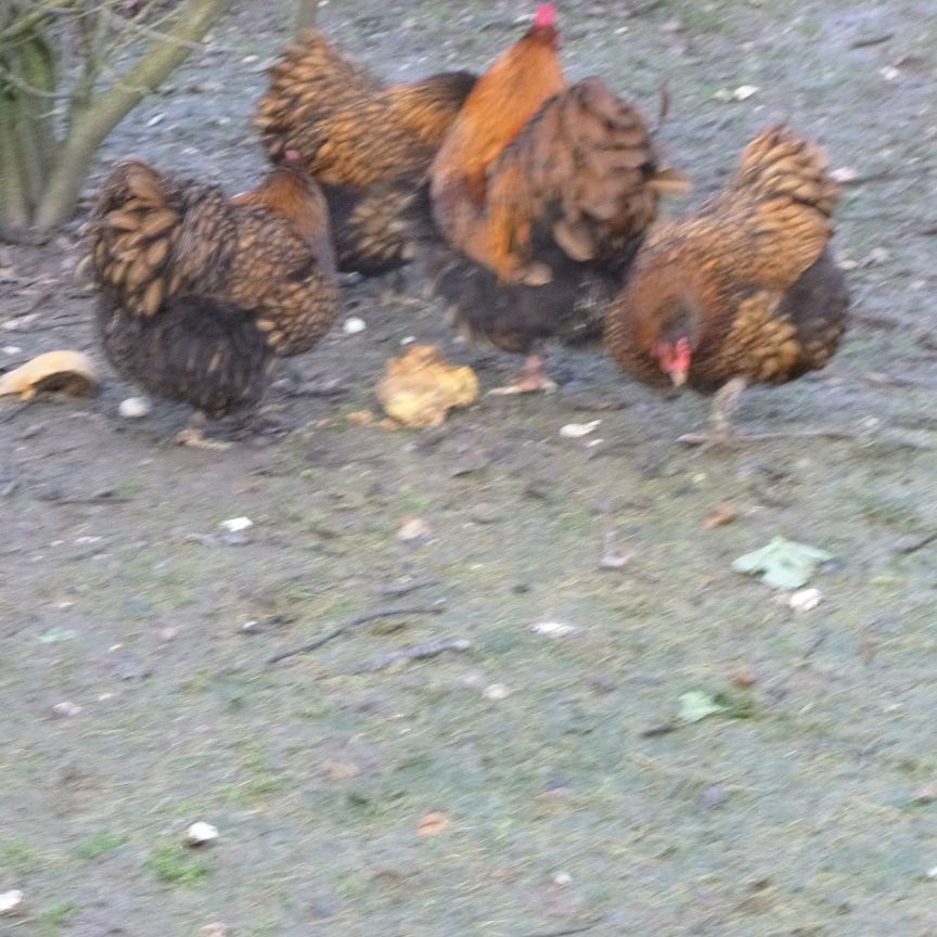 fauve à liseré 2016