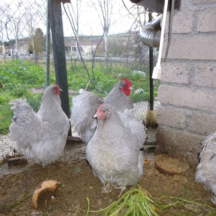 lavande coucou