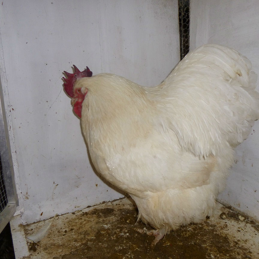 coq blanc2016