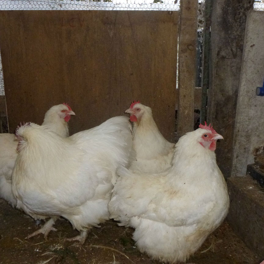poules blanches 2016