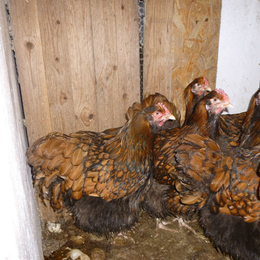 poules fauve à liseré 2016